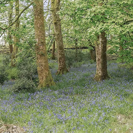 Cherry - Woodland *